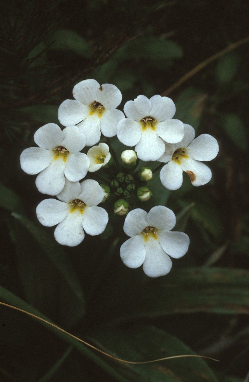 Ourisia sessilifolia flower