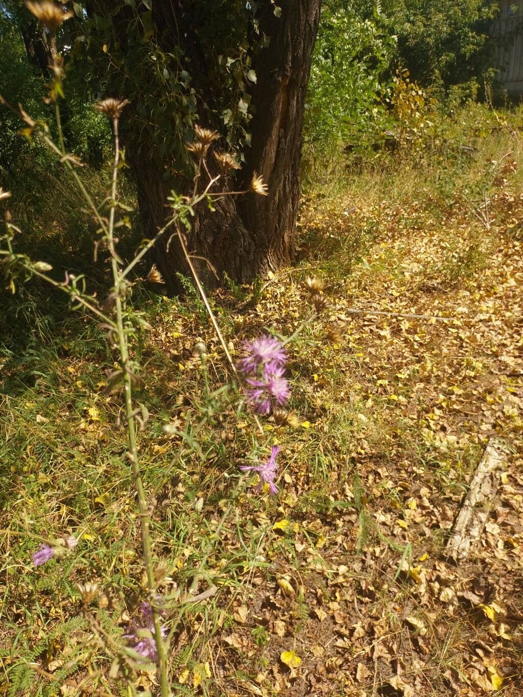 Centaurea borysthenica leaf