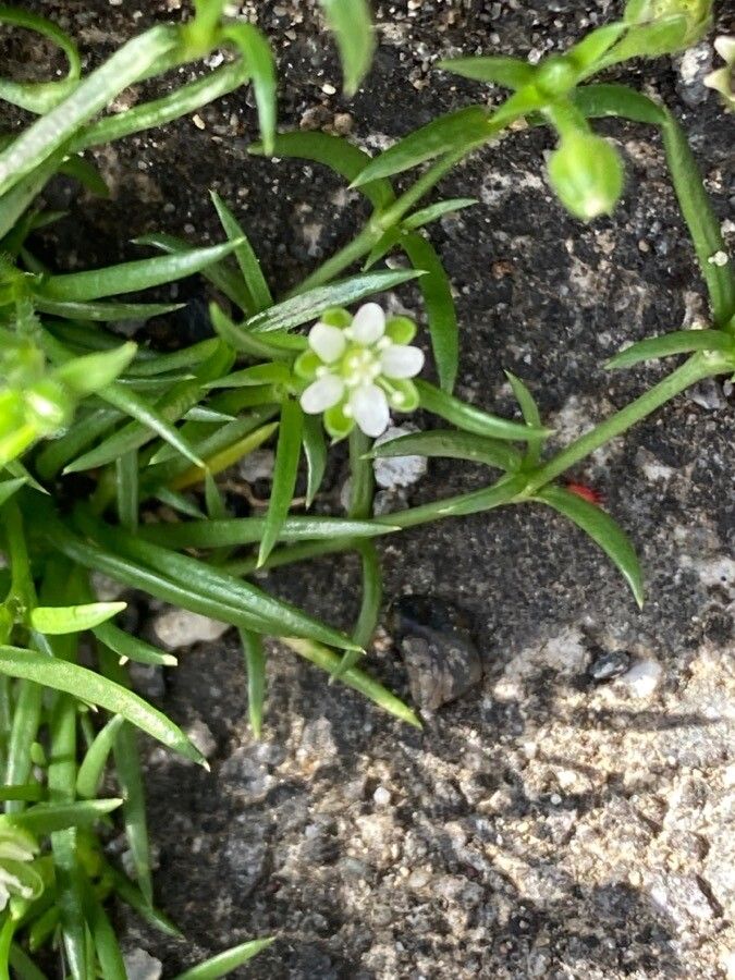 Sagina maxima flower
