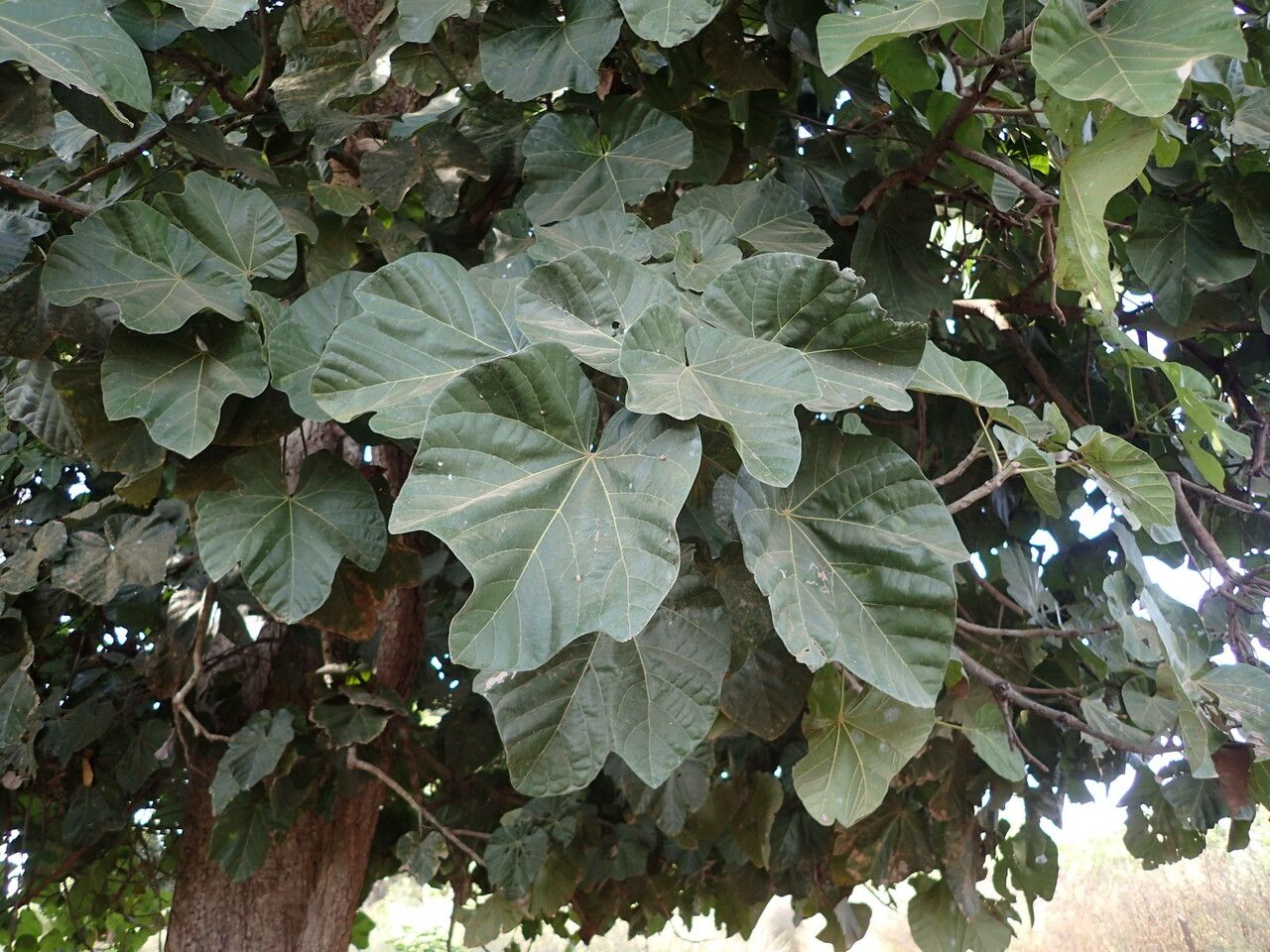 Cola cordifolia leaf