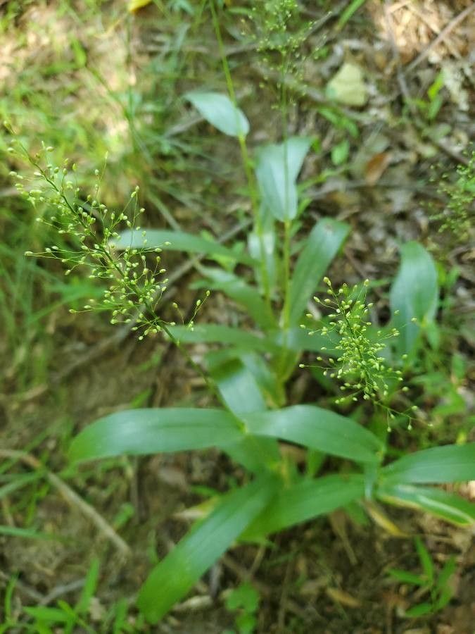 Panicum trichoides flower