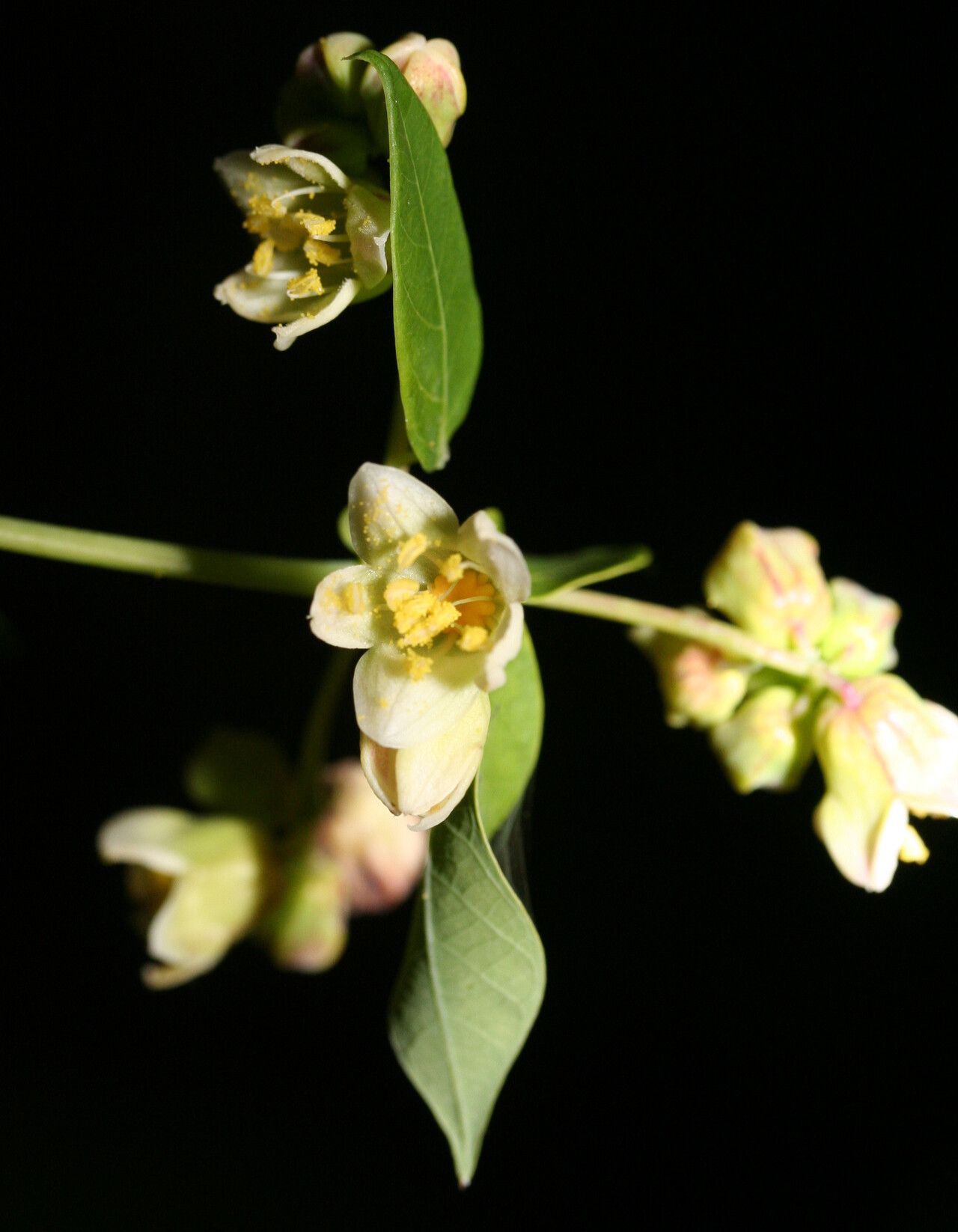 Manihot tristis flower