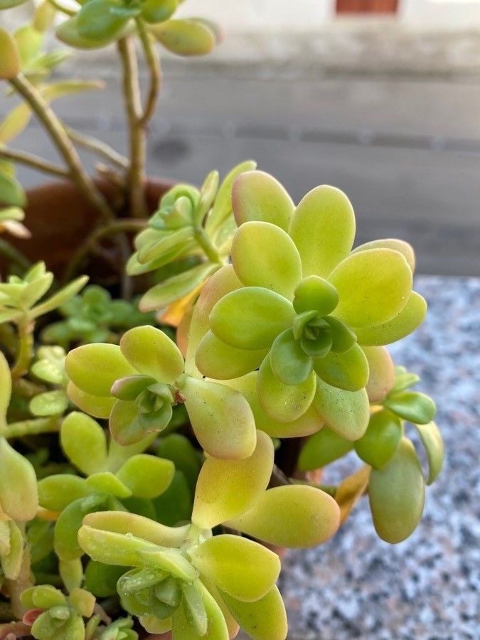 Sedum decumbens leaf