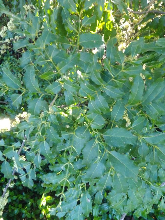 Cupaniopsis glomeriflora leaf