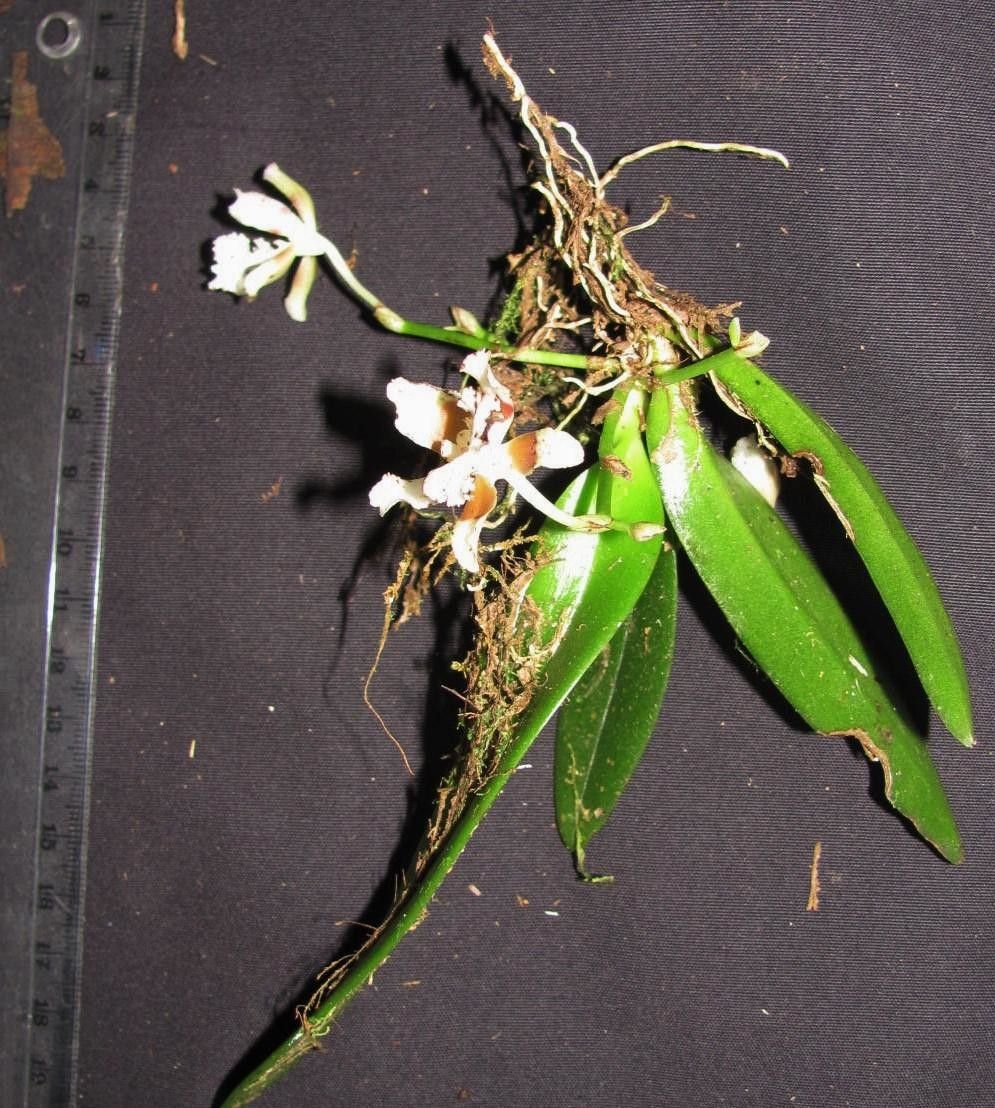 Trichocentrum pfavii other