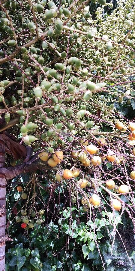 Wodyetia bifurcata fruit