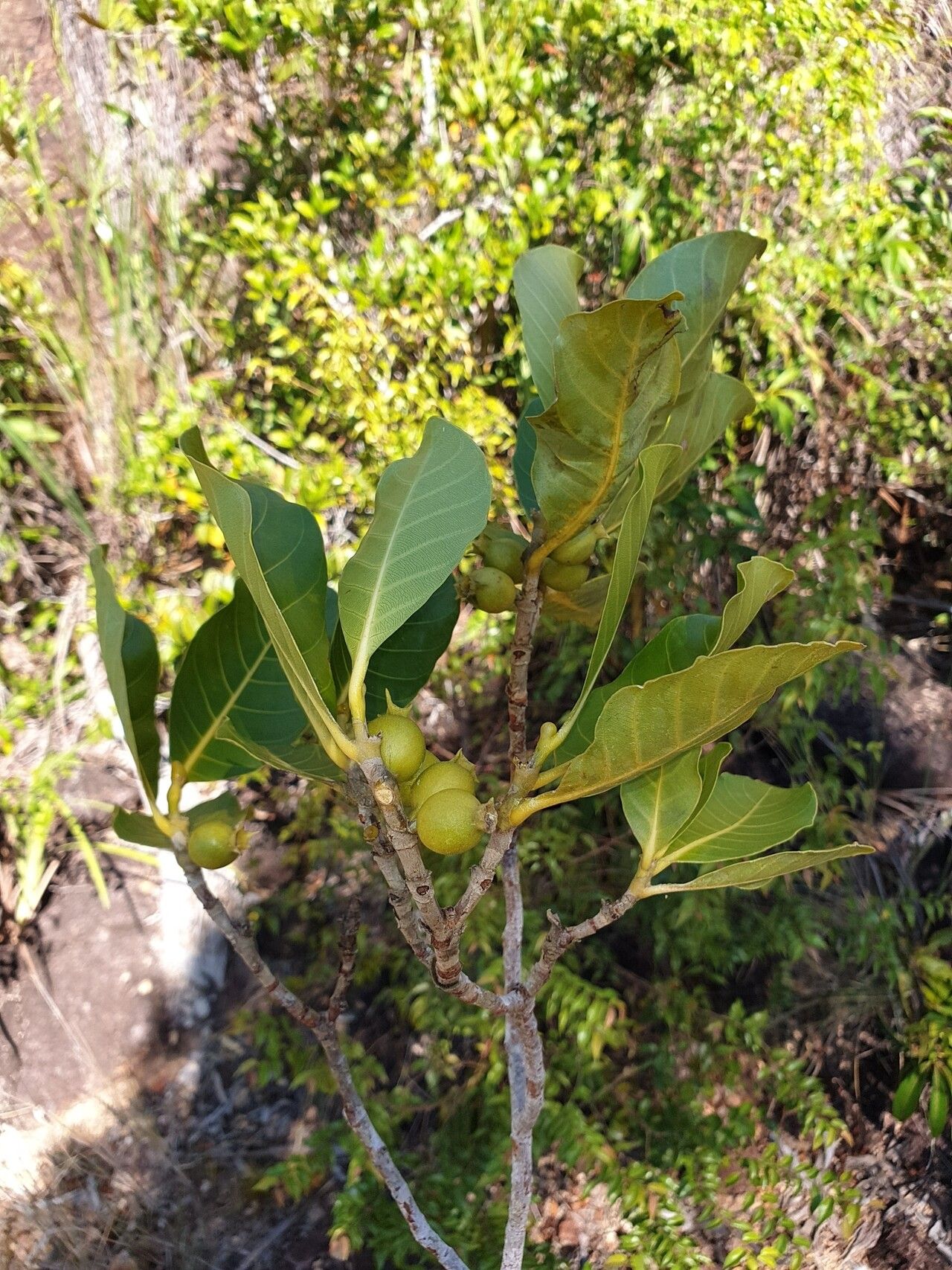 Gardenia sambiranensis — search result for 'Gardenia'