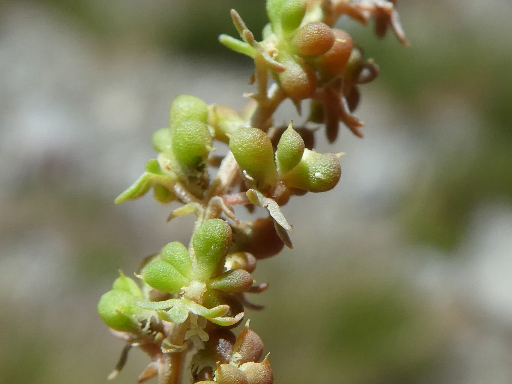 Sesamoides interrupta fruit
