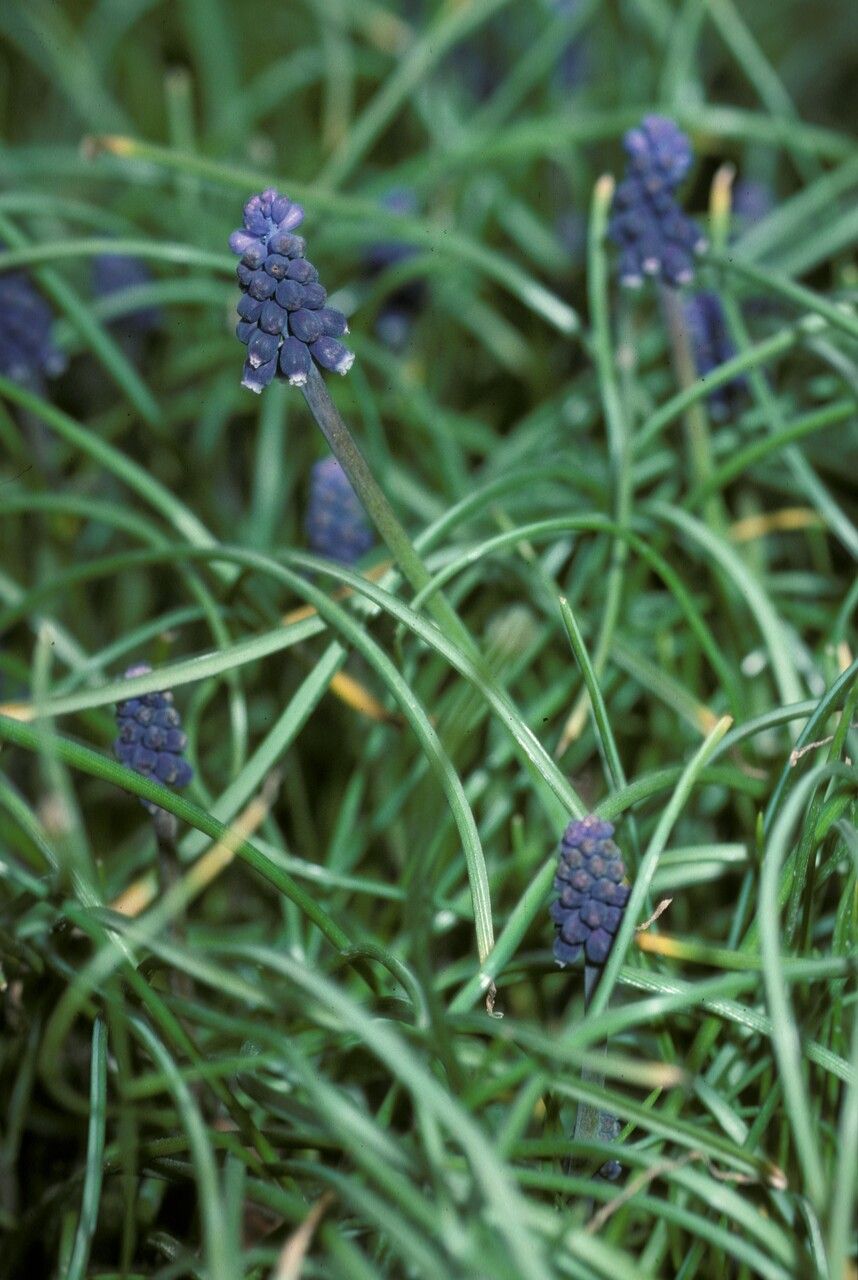 Muscarimia muscari habit