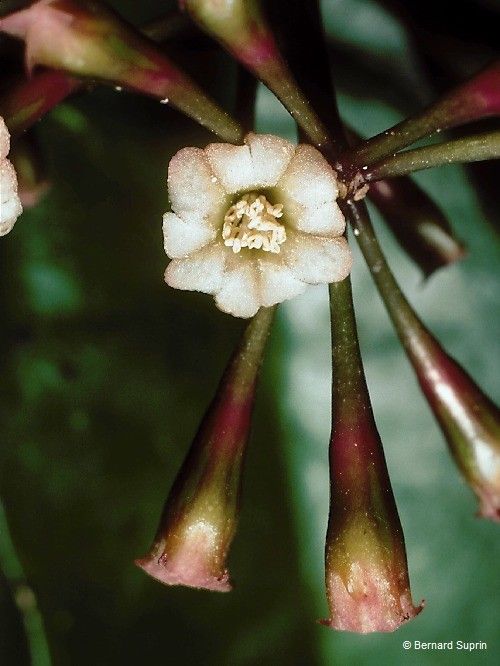 Pisonia gigantocarpa fruit