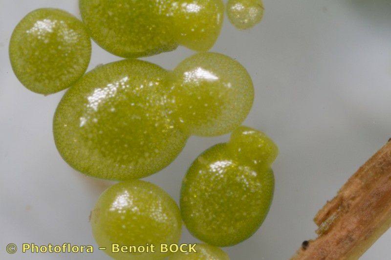 Wolffia arrhiza fruit