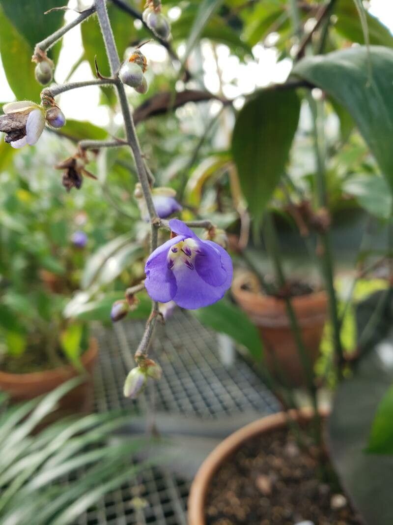 Dichorisandra penduliflora flower