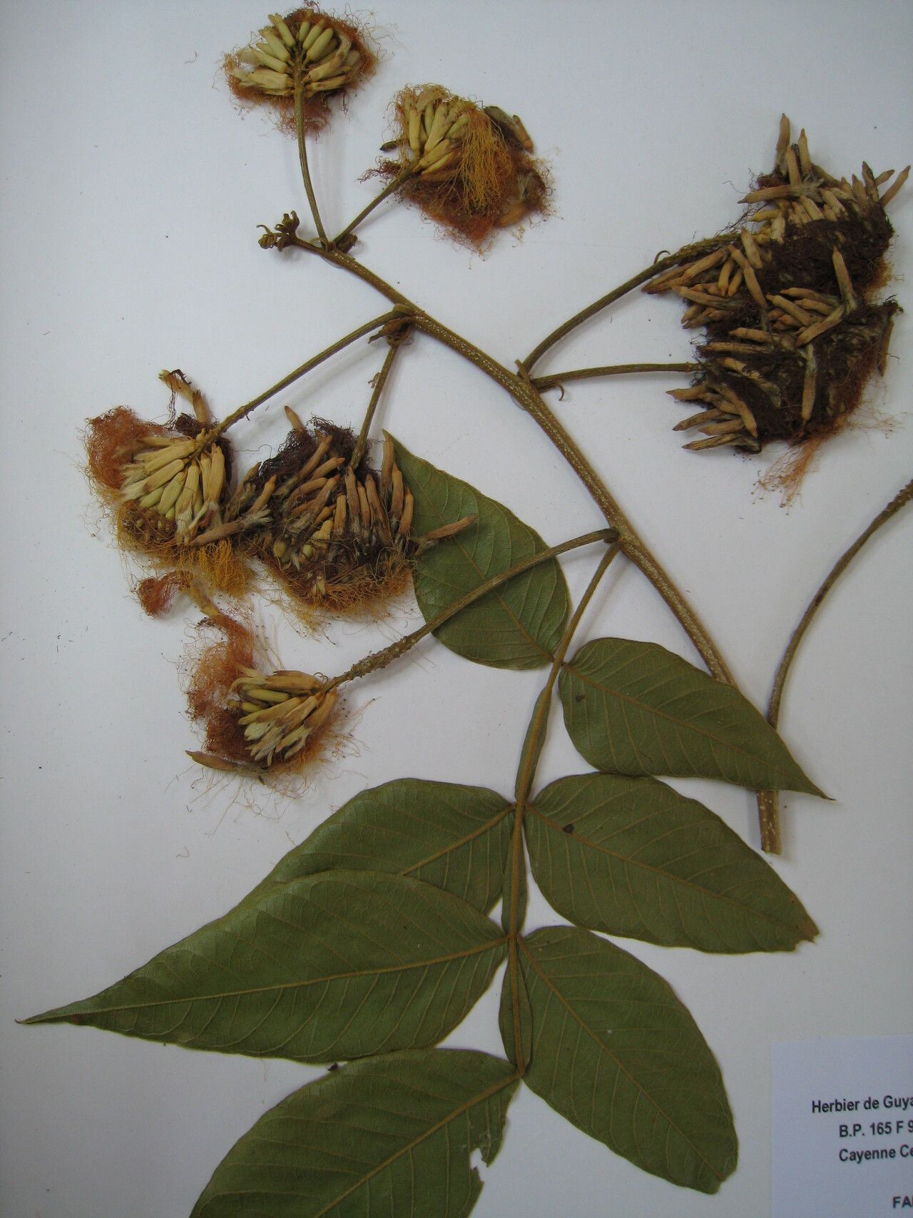 Inga striata — search result for 'Inga'