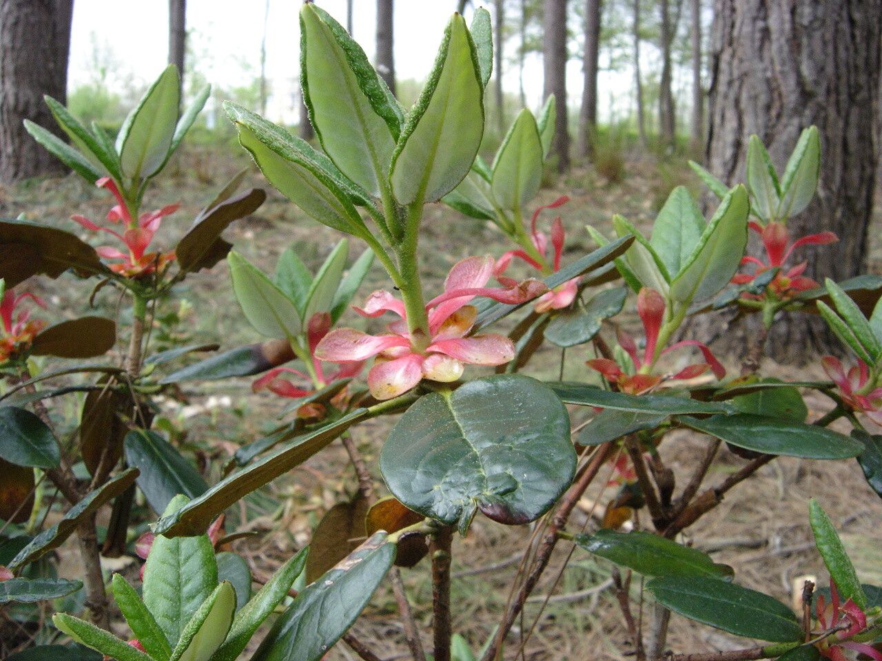 Rhododendron coelicum — houseplant care guide
