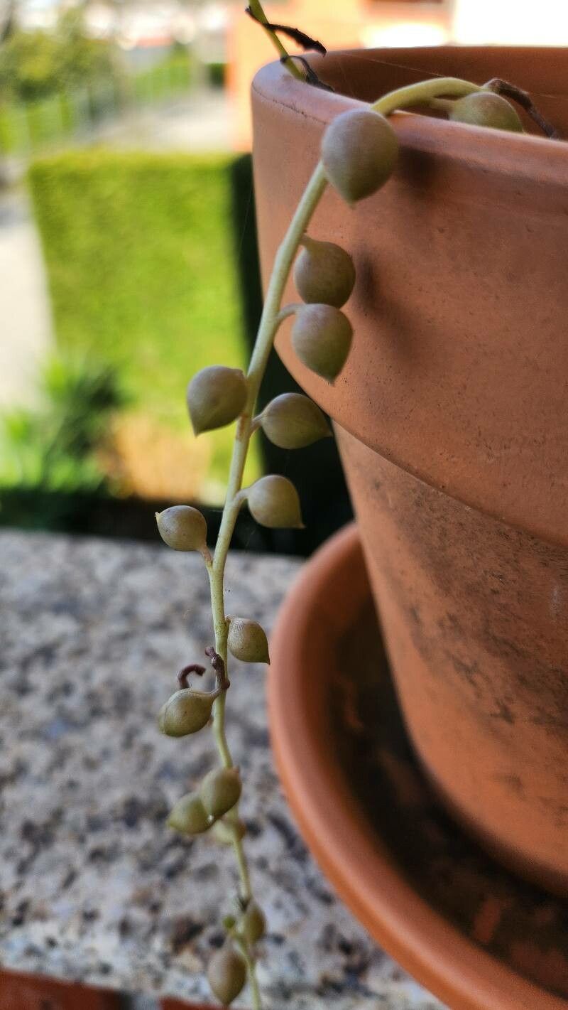 Curio citriformis fruit