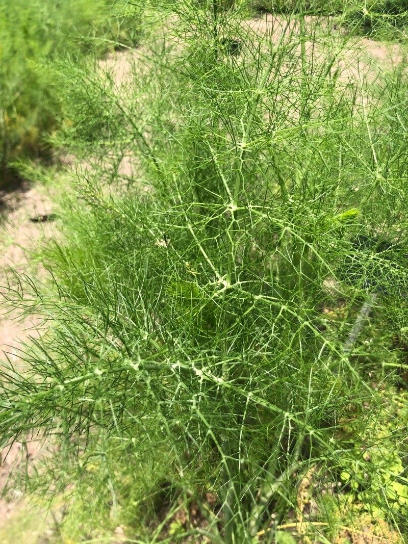 Seseli cantabricum — search result for 'Seseli'