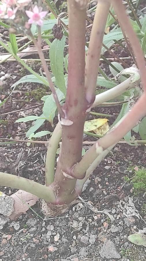 Aeonium lancerottense bark