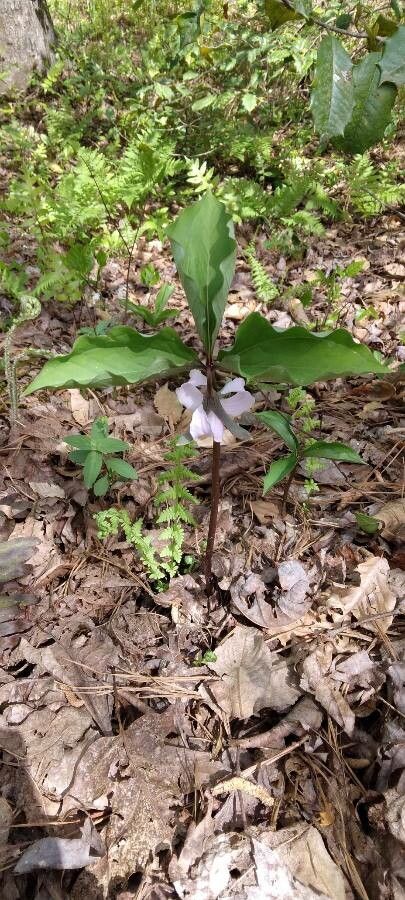 Trillium catesbaei leaf