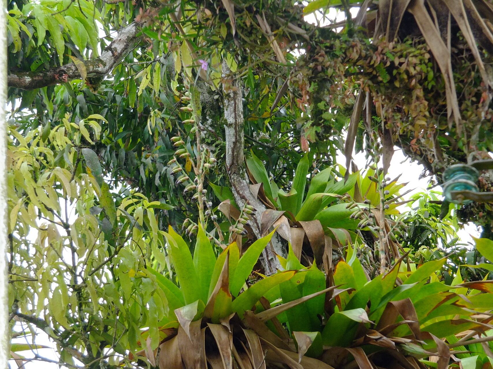 Werauhia gigantea habit