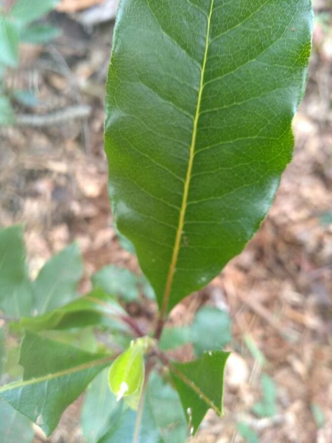 Pittosporum cherrieri leaf