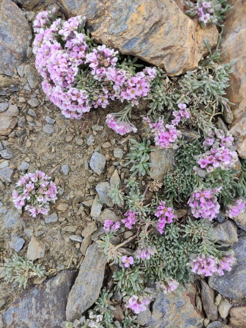 Hormathophylla purpurea flower