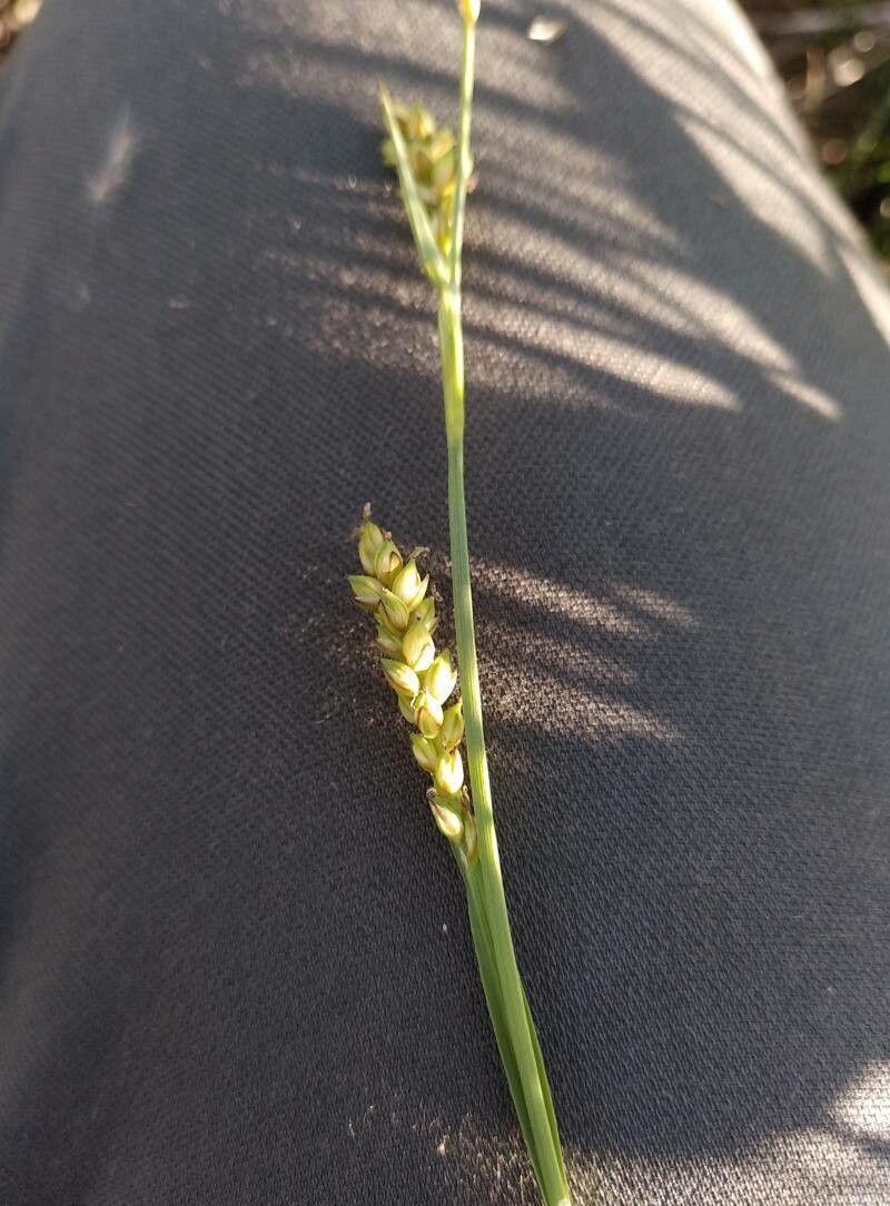 Carex panicea flower