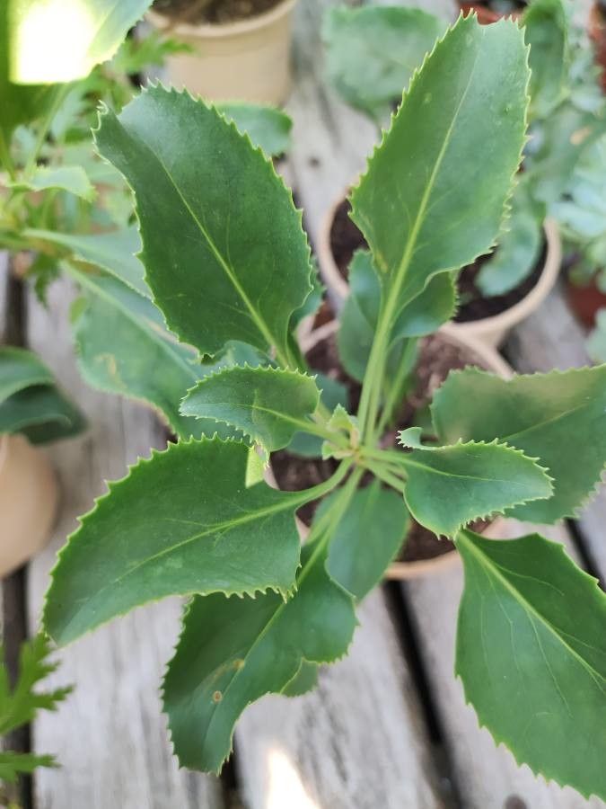 Penstemon pseudospectabilis — search result for 'Penstemon'