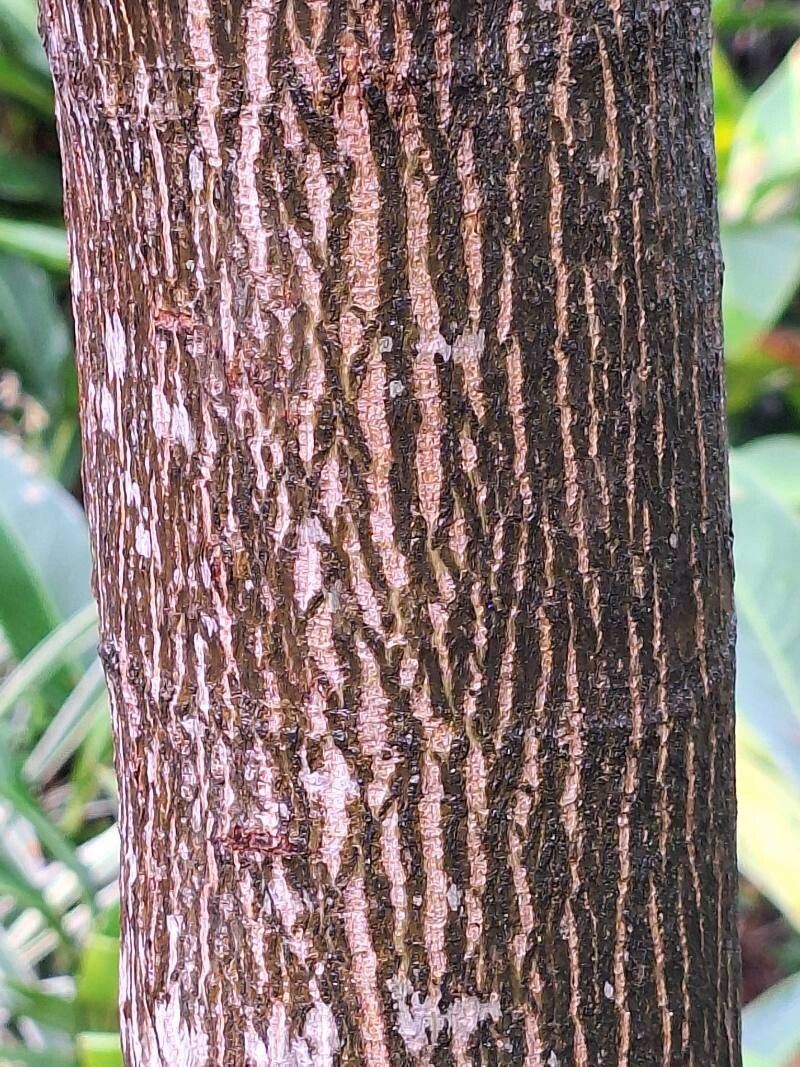 Anthocleista schweinfurthii bark