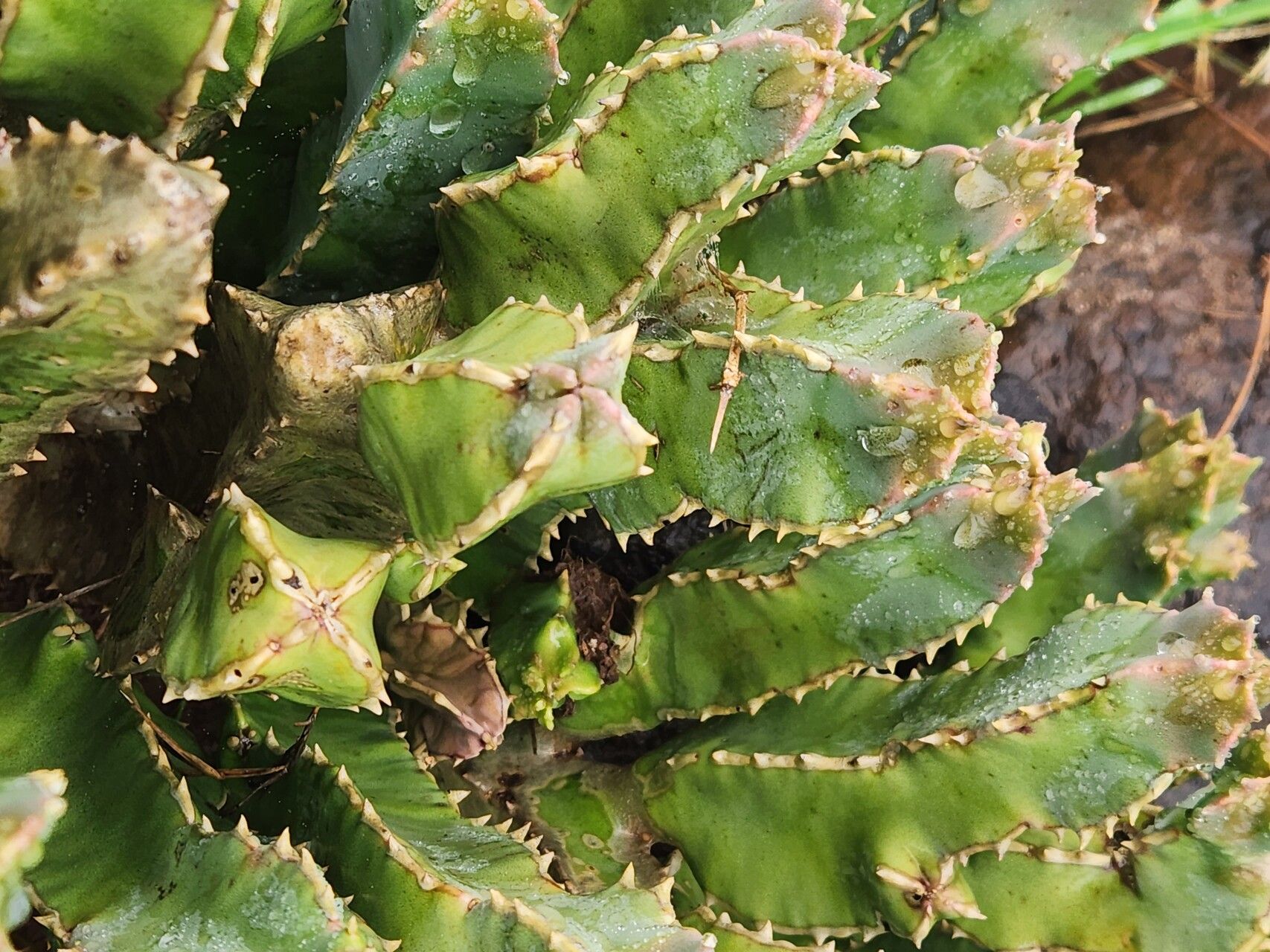 Desmidorchis speciosa leaf