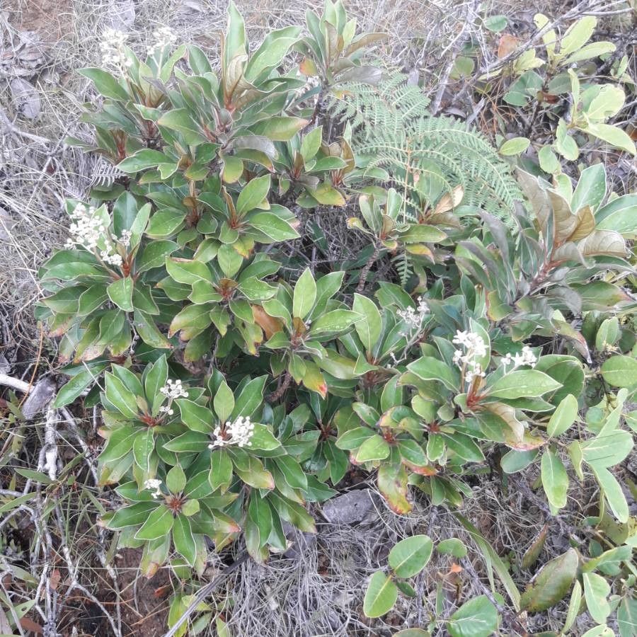 Argophyllum nitidum habit