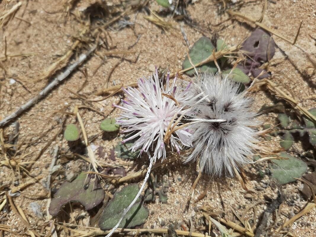 Centaurea aegialophila fruit