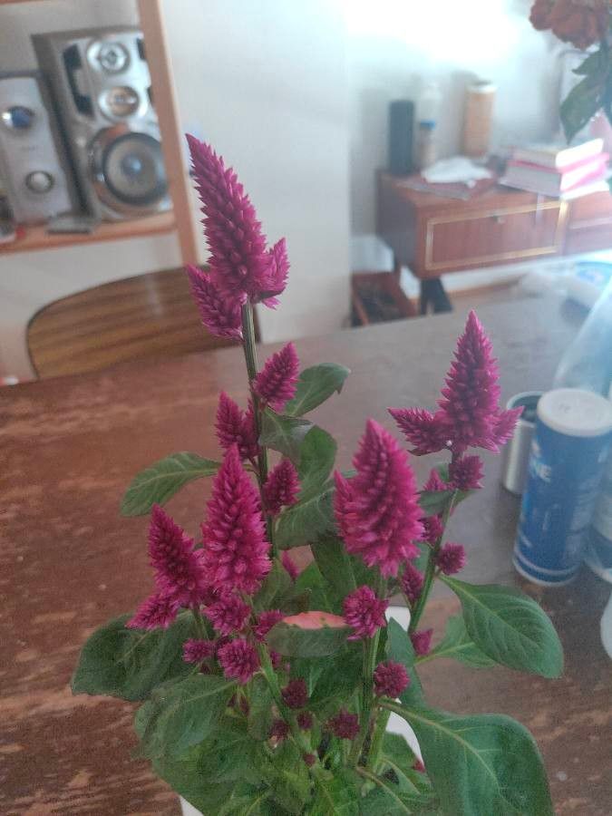 Celosia spicata flower
