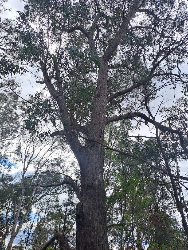 Eucalyptus eugenioides habit