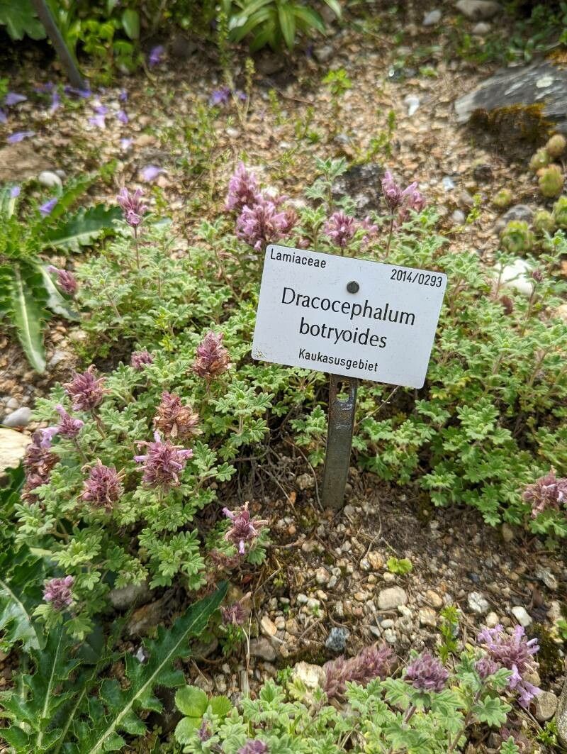 Dracocephalum botryoides habit