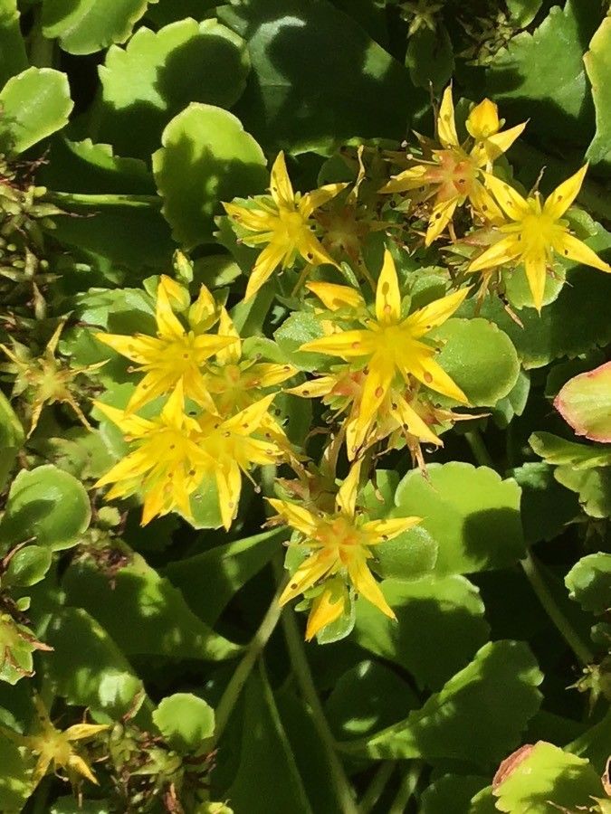 Phedimus aizoon flower