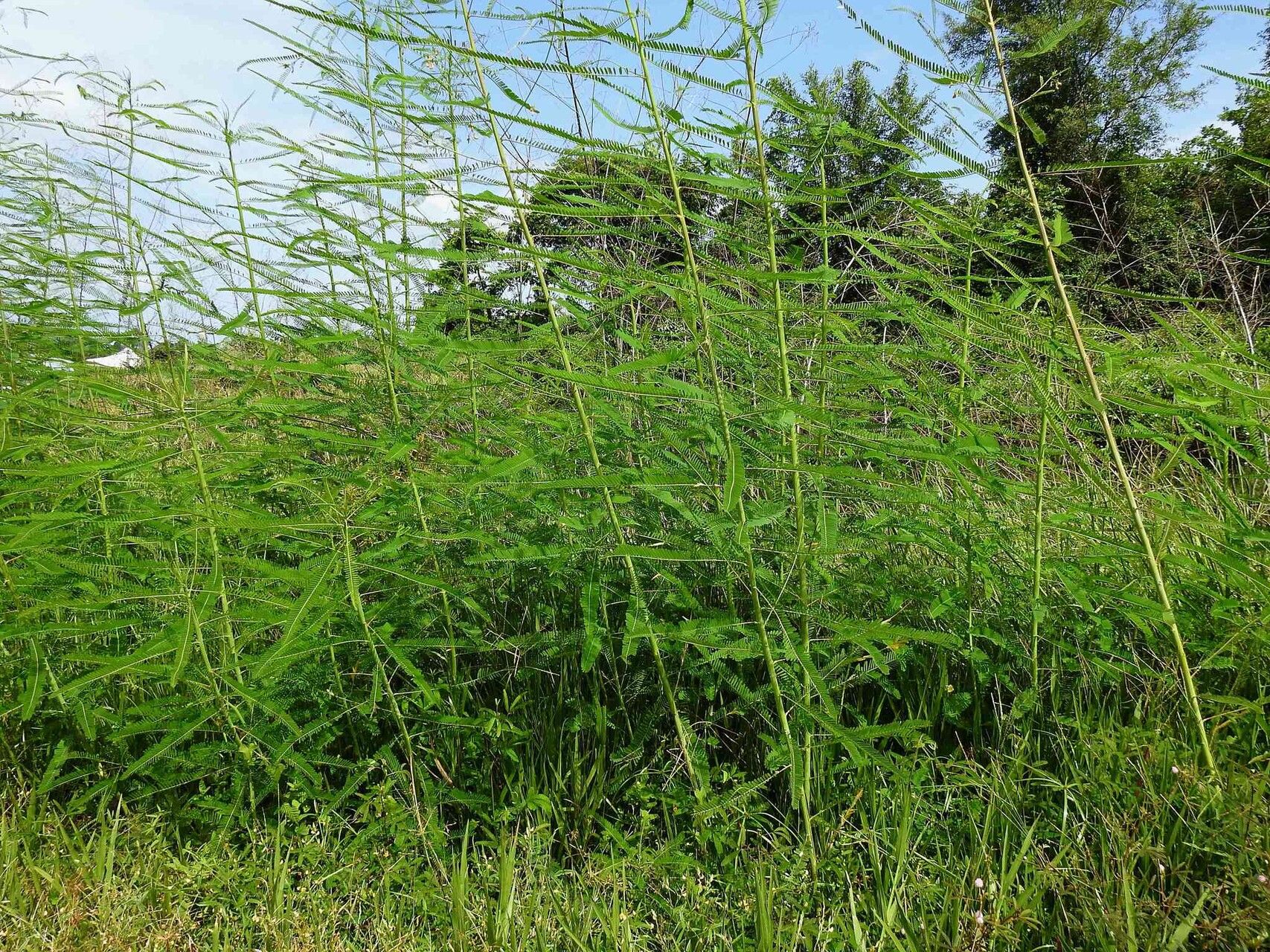 Sesbania exasperata habit