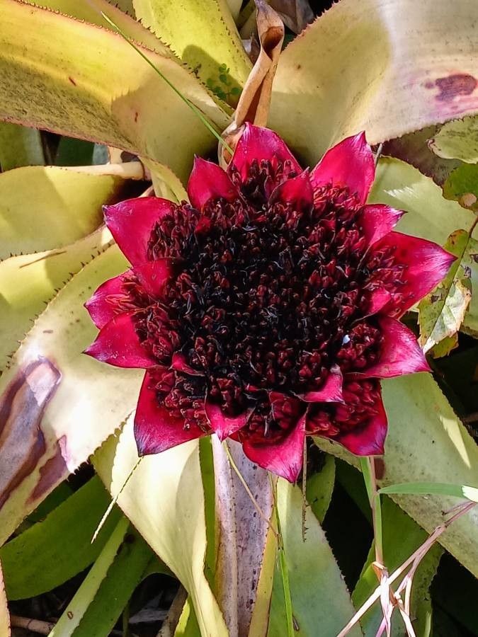 Canistrum aurantiacum flower