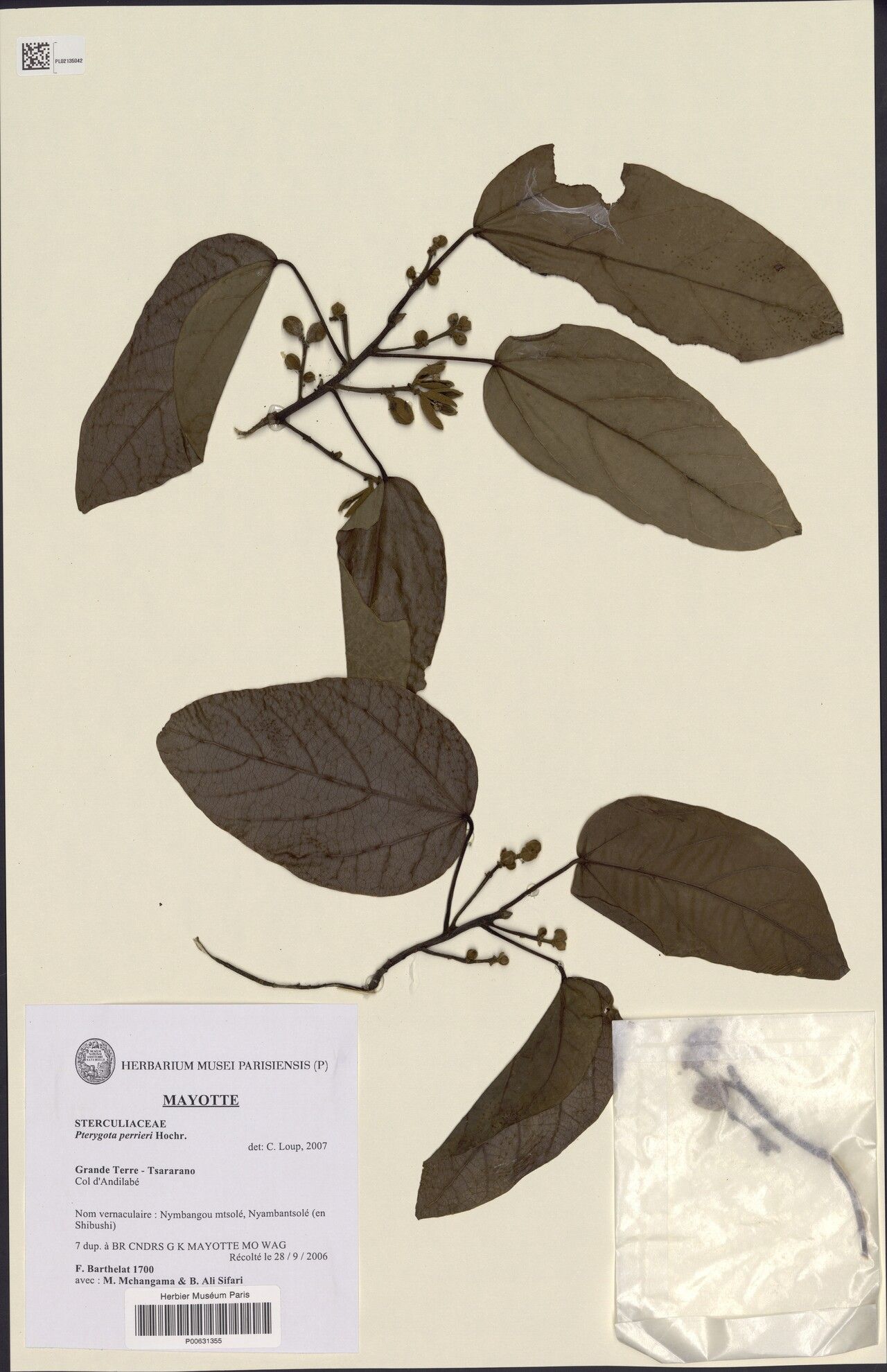 Pterygota perrieri — houseplant care guide