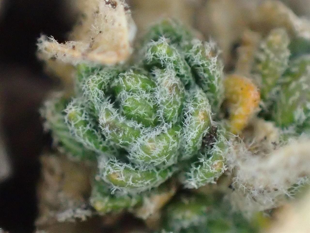 Draba tomentosa fruit