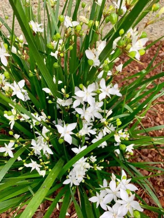 Libertia paniculata flower