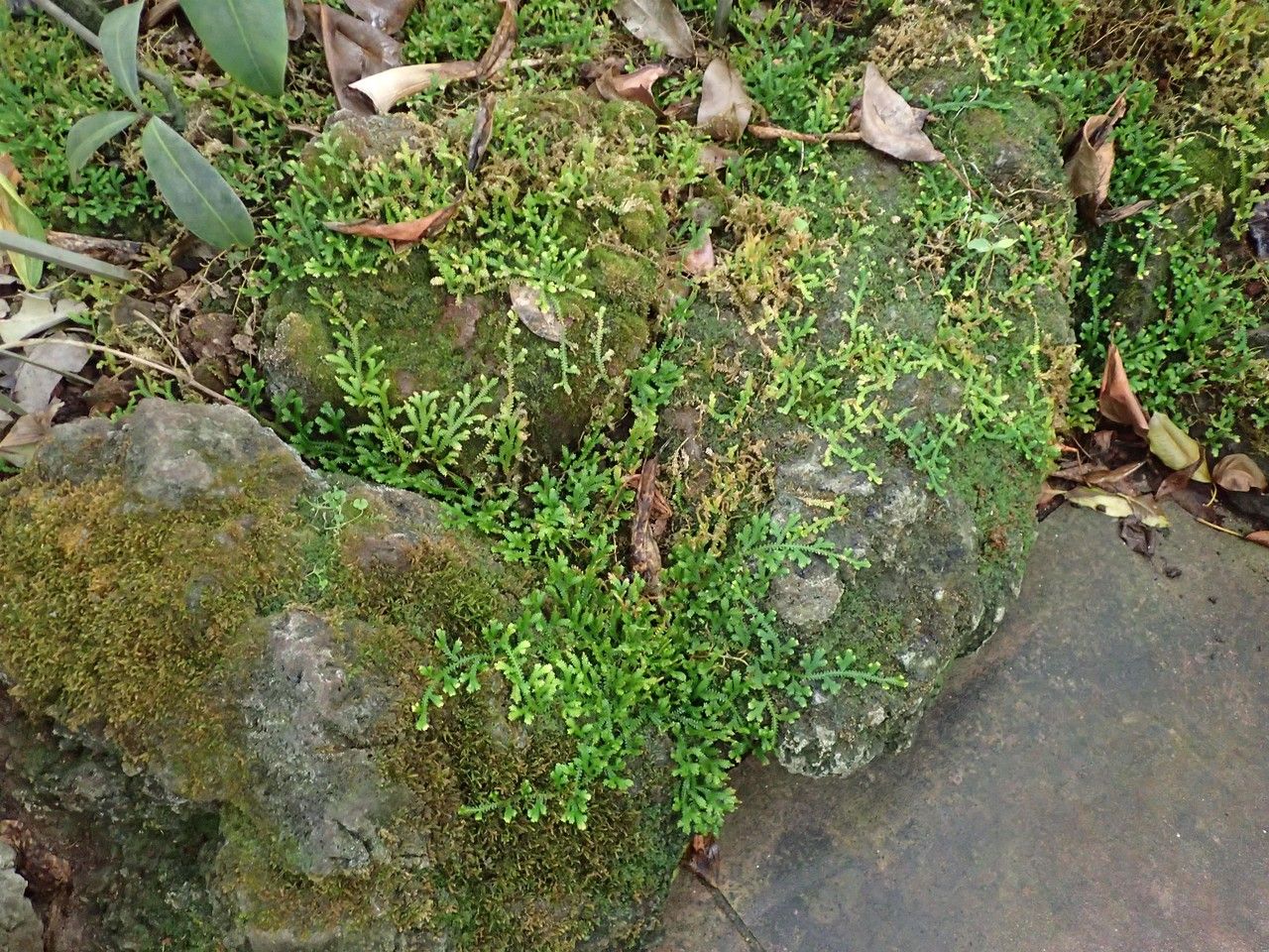 Selaginella rodriguesiana habit