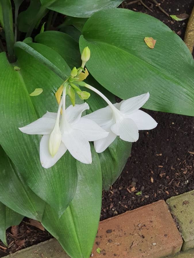 Eucharis amazonica flower
