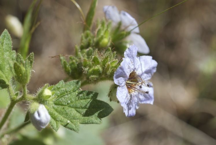 Phacelia bolanderi flower