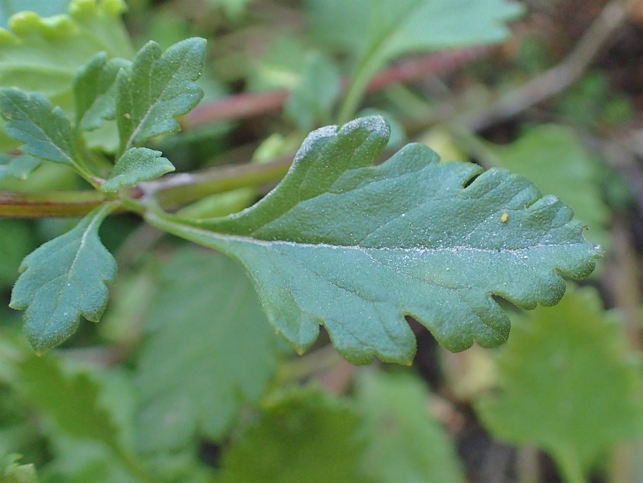 Teucrium lucidum leaf