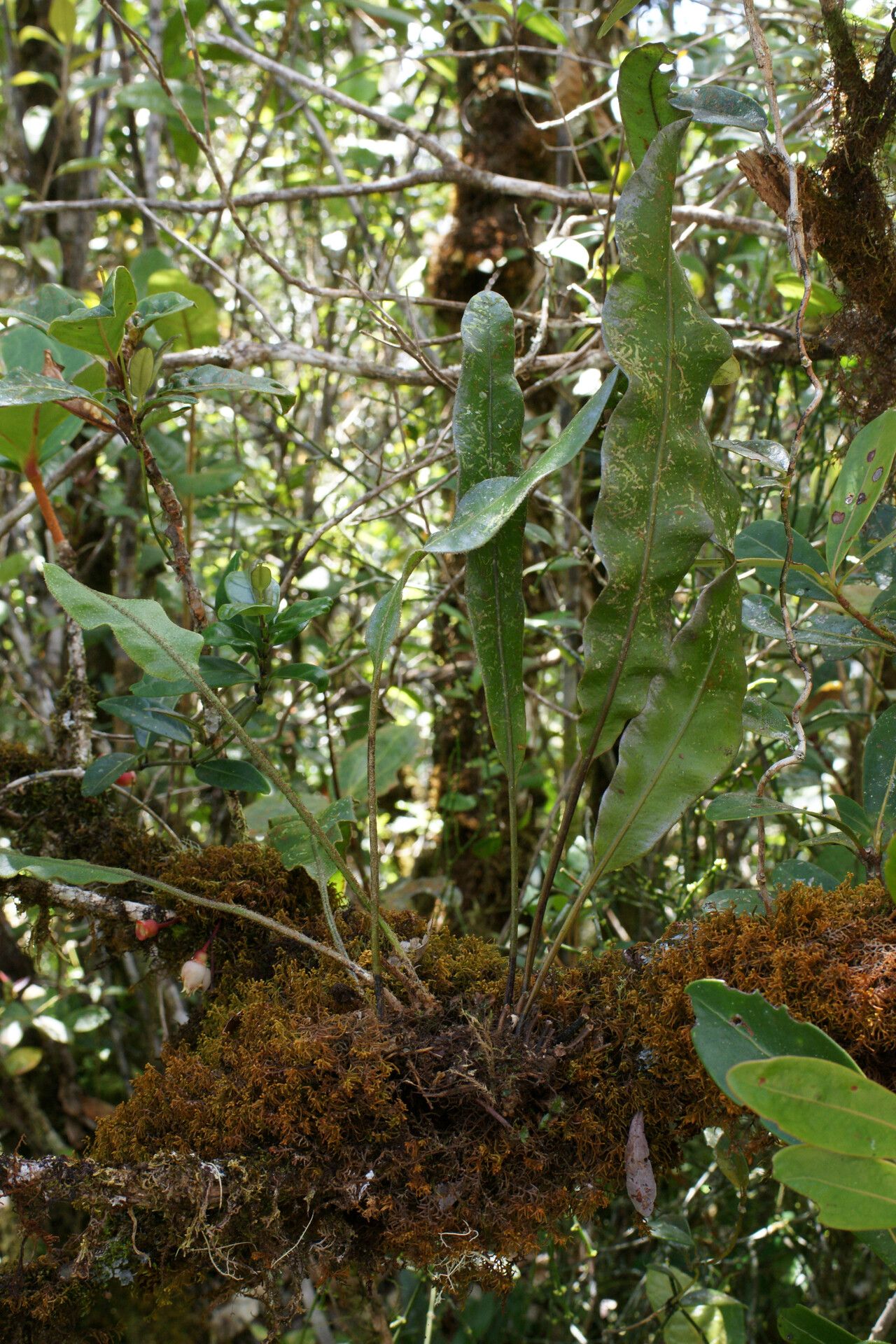Elaphoglossum coracinolepis — houseplant care guide