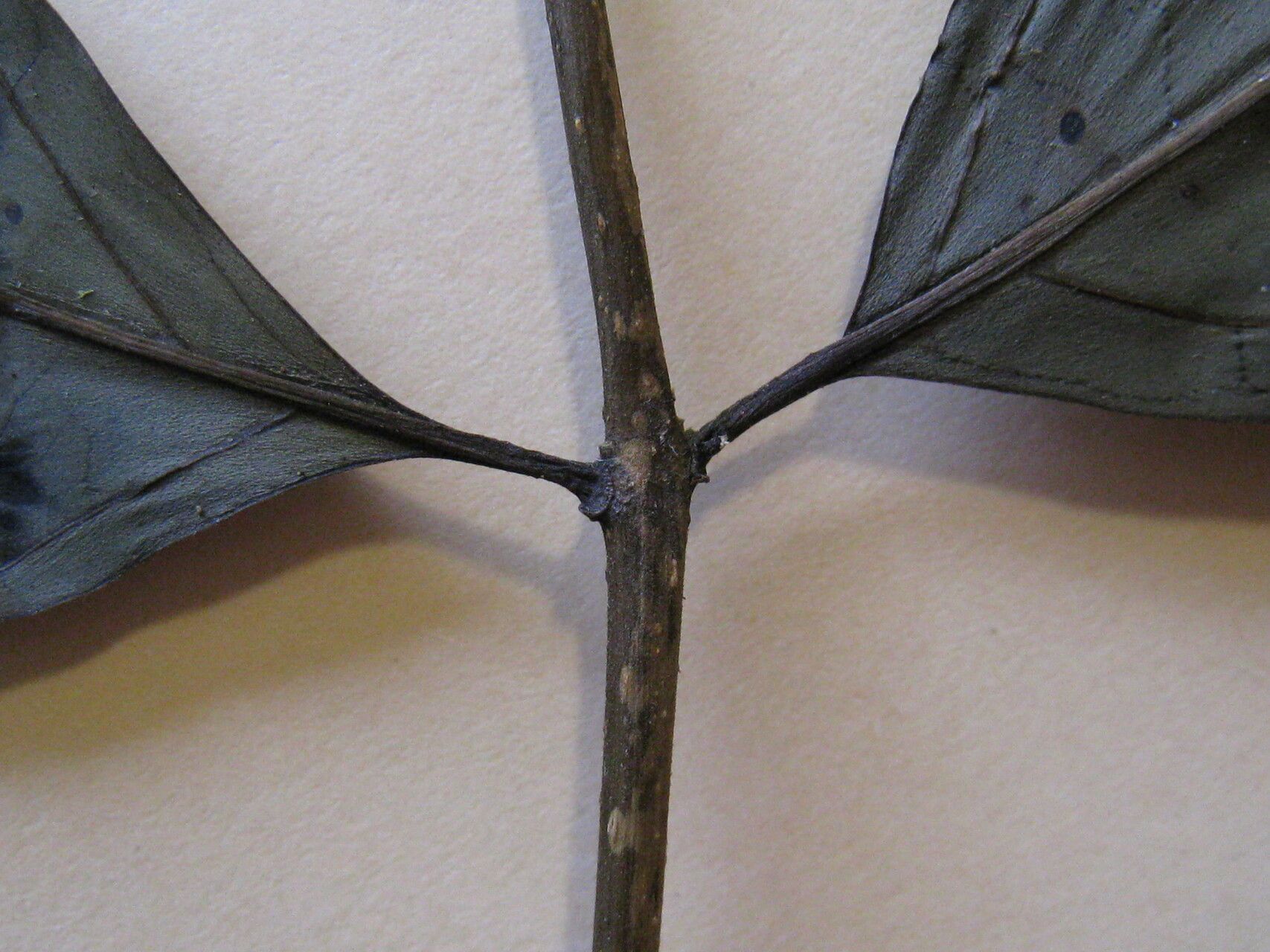 Aegiphila membranacea other