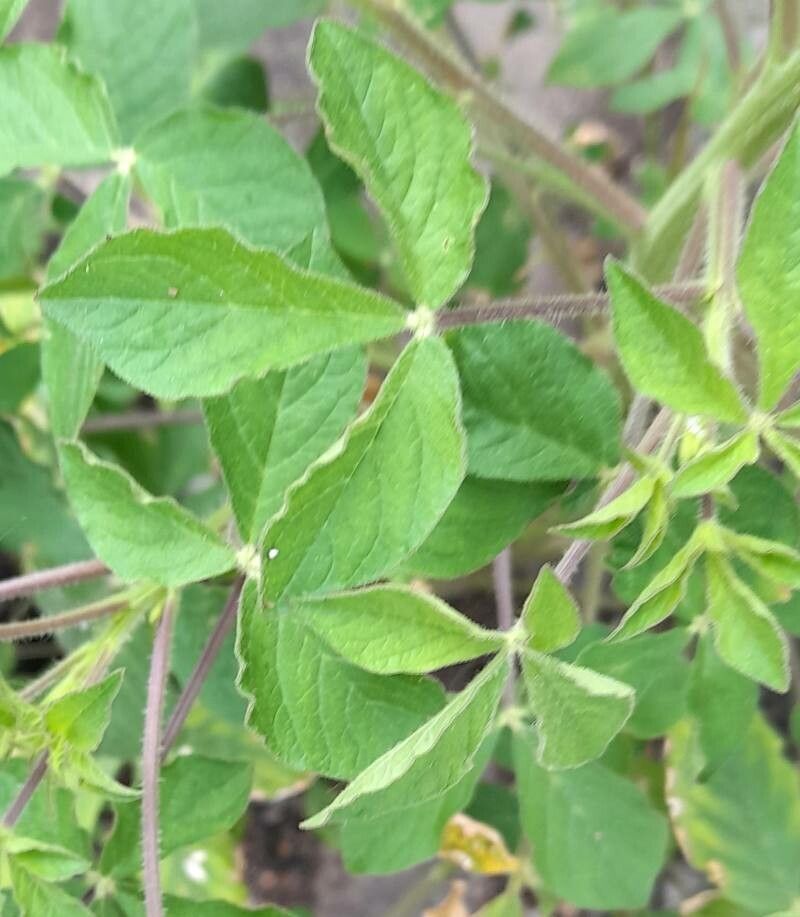Cleome viscosa — search result for 'Myanmar'