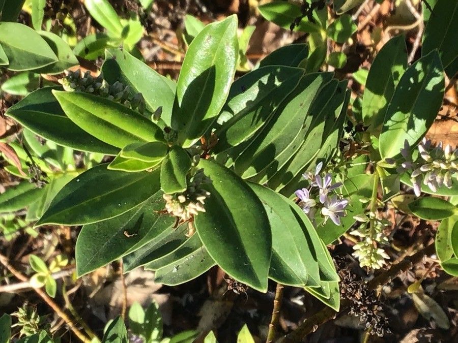 Hebe salicifolia leaf