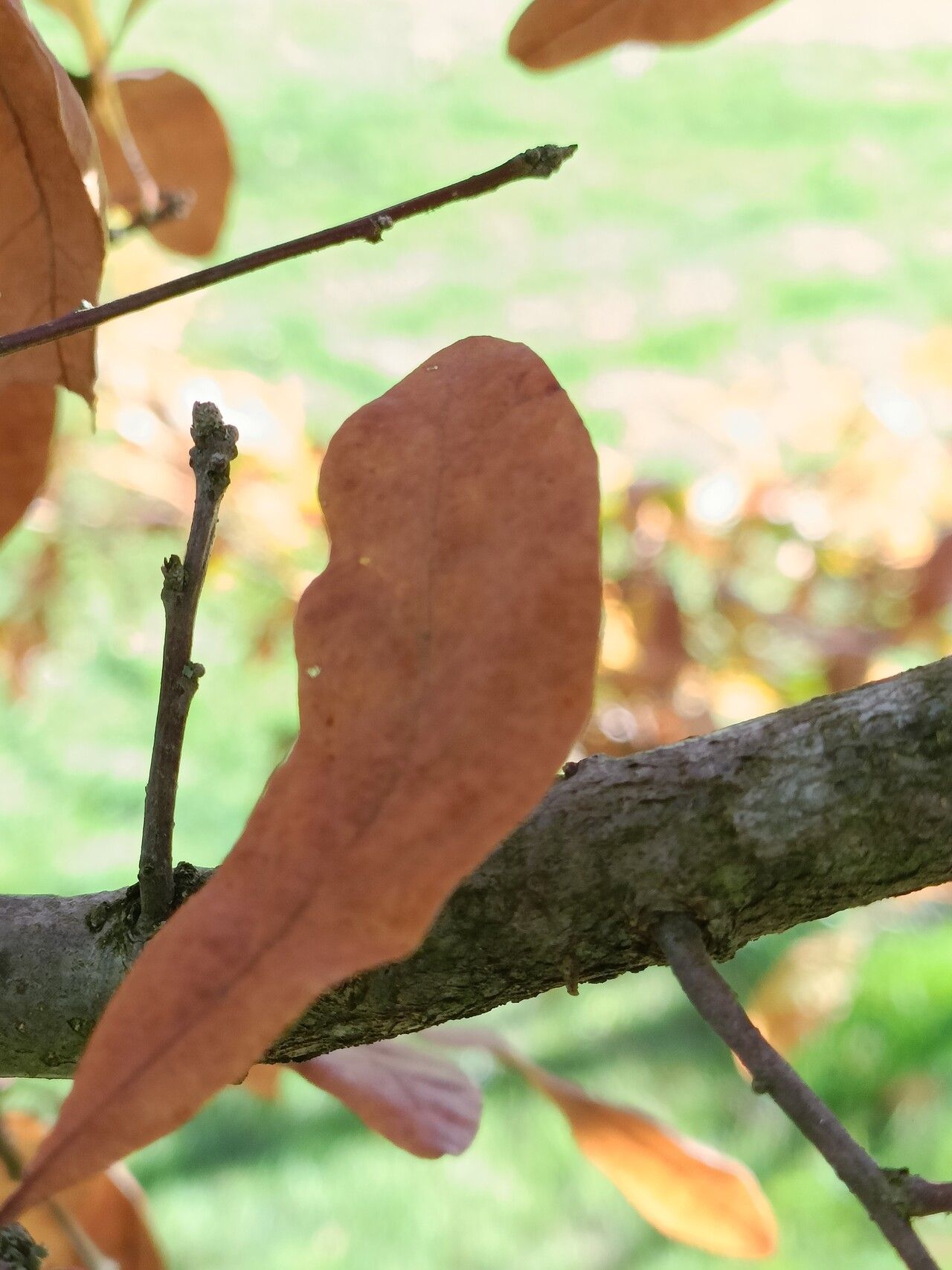Quercus oglethorpensis bark