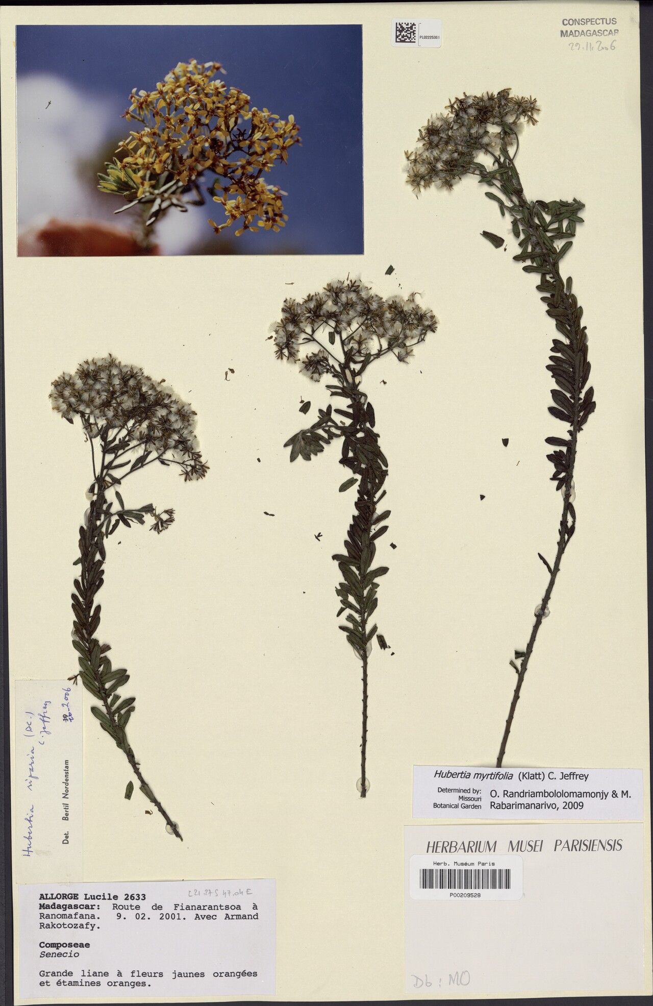 Hubertia myrtifolia — houseplant care guide